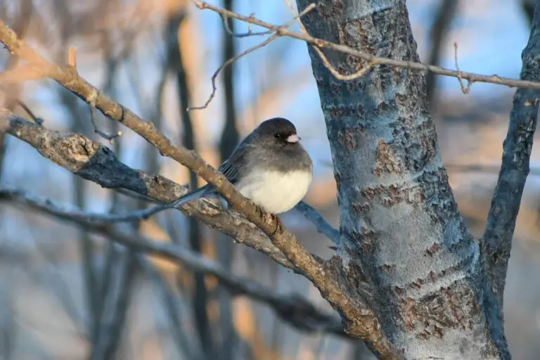 Dark Eyed Junco