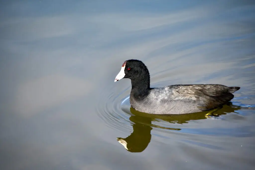 American Coot