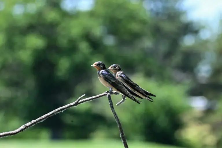 Barn Swallow