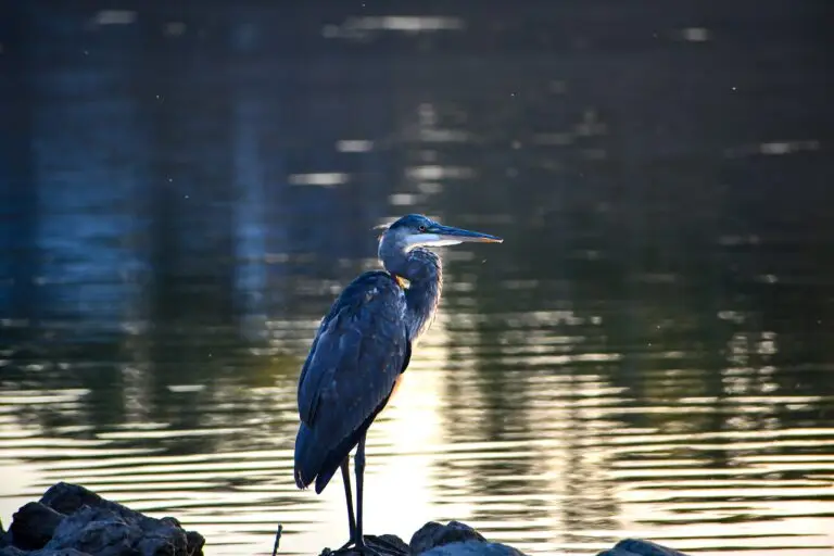 Blue Heron