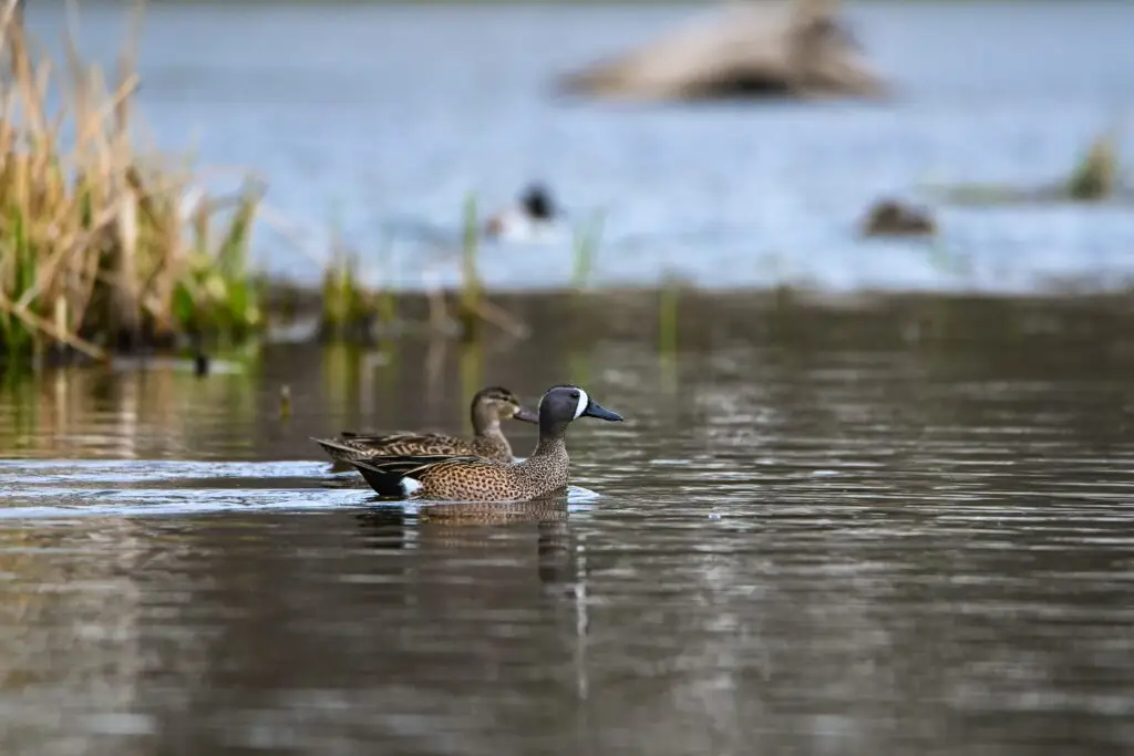 Blue Winged Teal