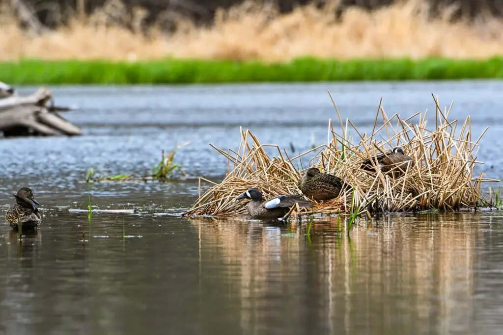 Blue Winged Teal