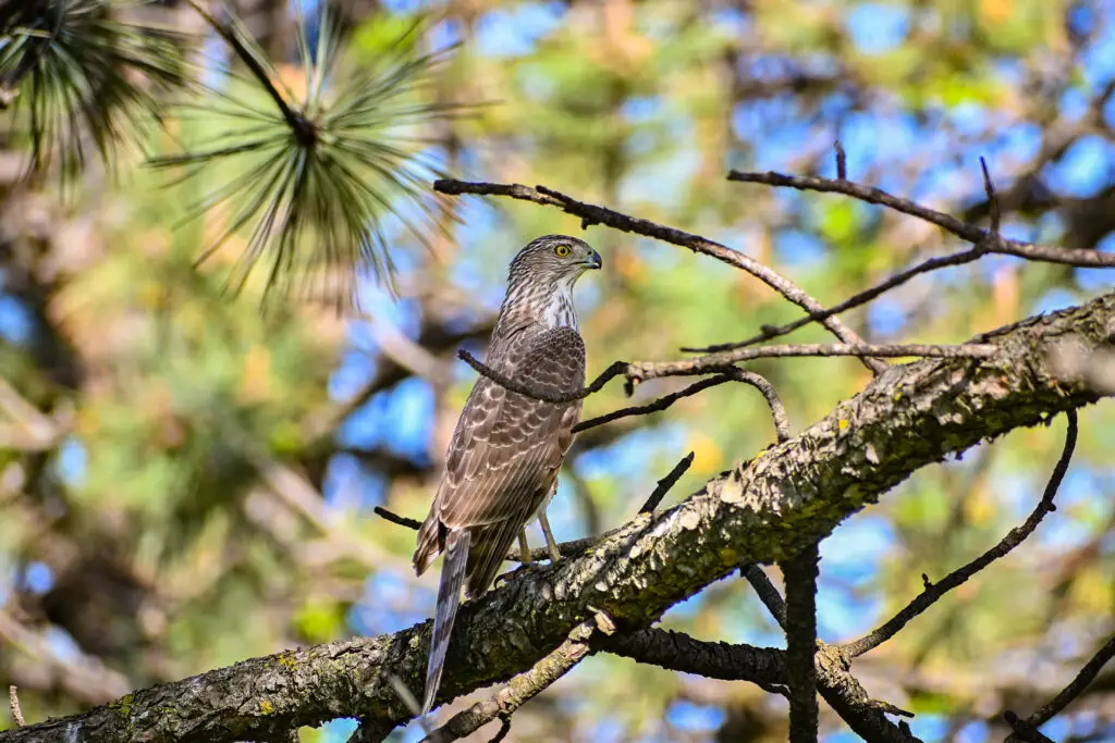 Coopers Hawk