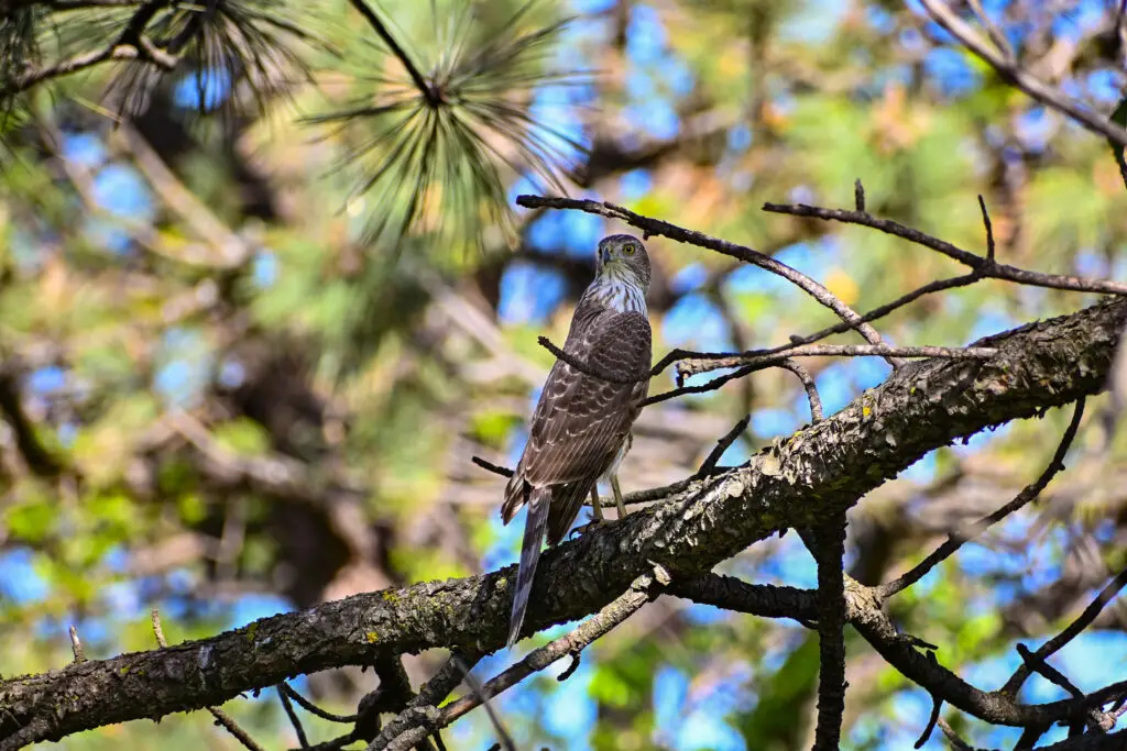Coopers Hawk