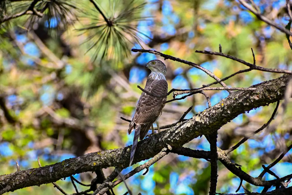 Coopers Hawk