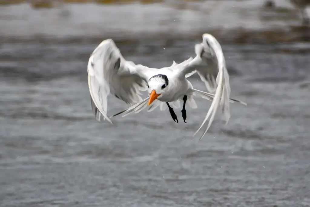 Royal Tern
