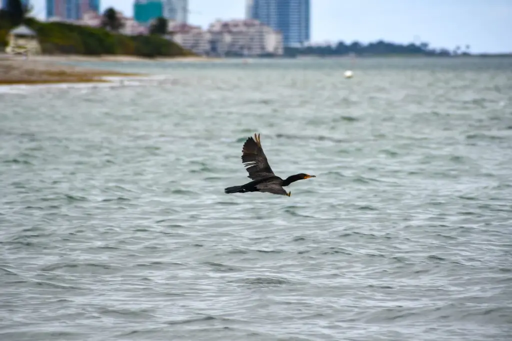 Cormorant