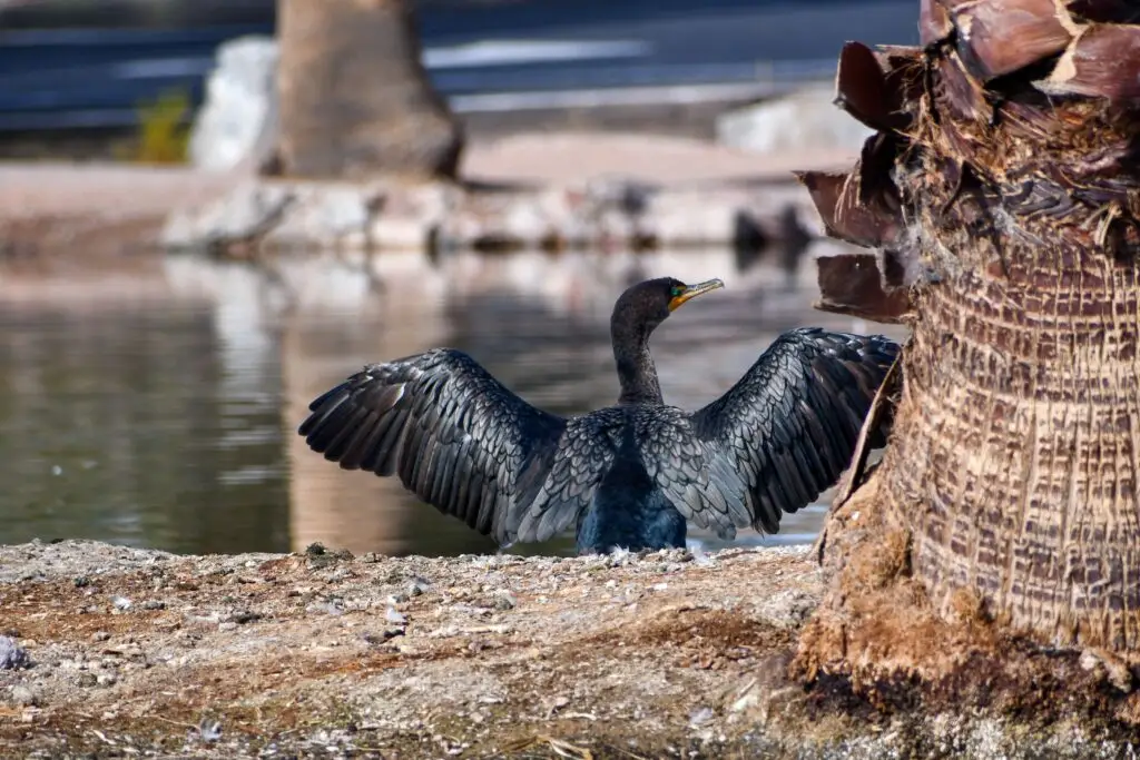 Cormorant