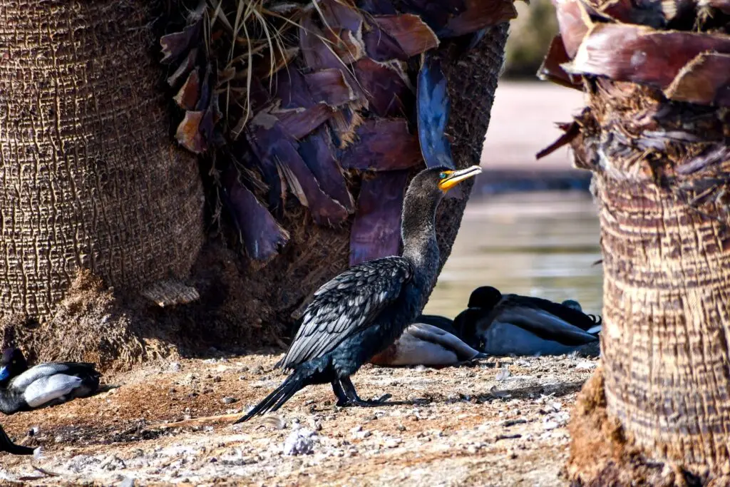 cormorant