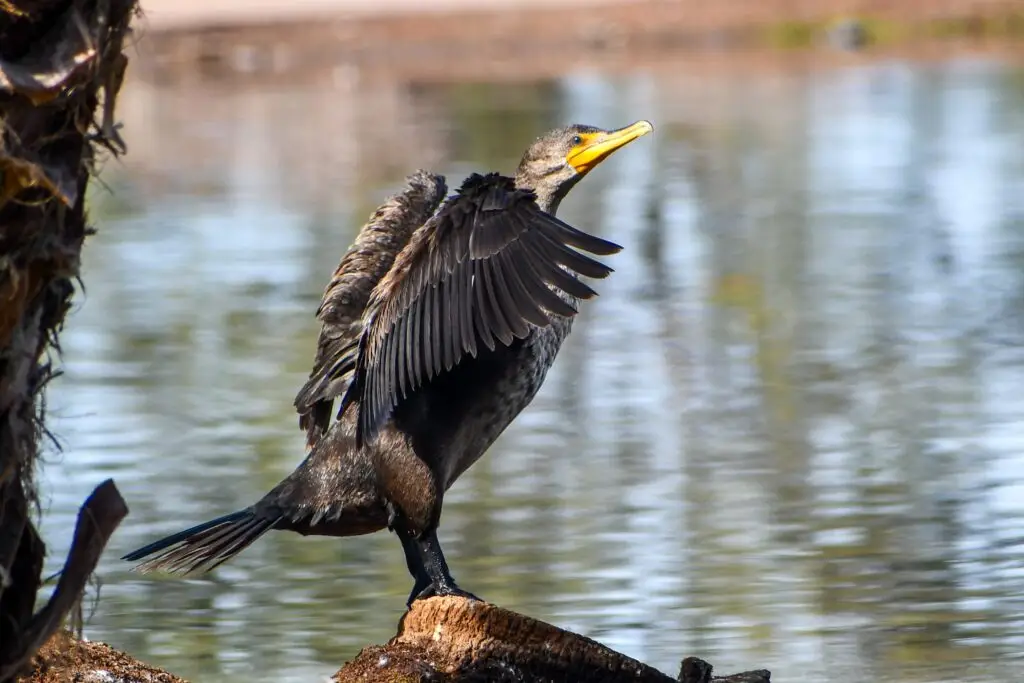 Cormorant Female