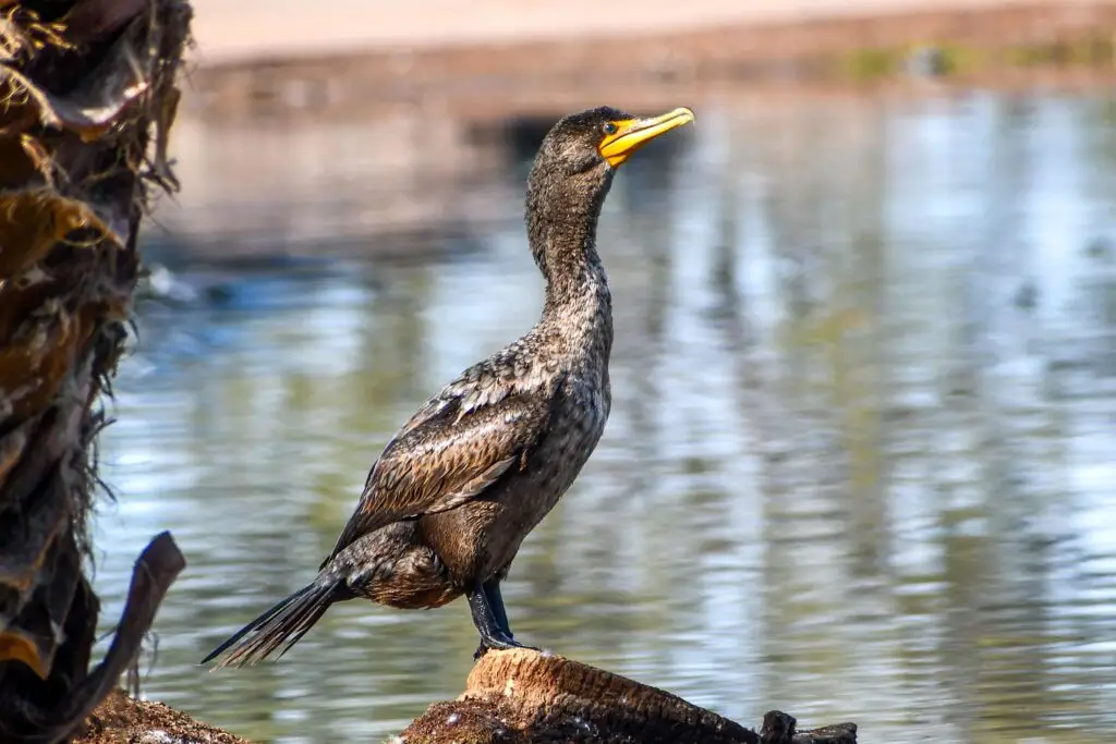 Cormorant Female