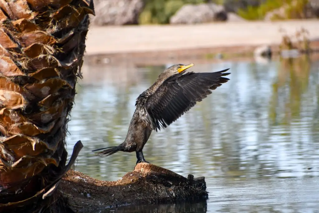 Cormorant Female