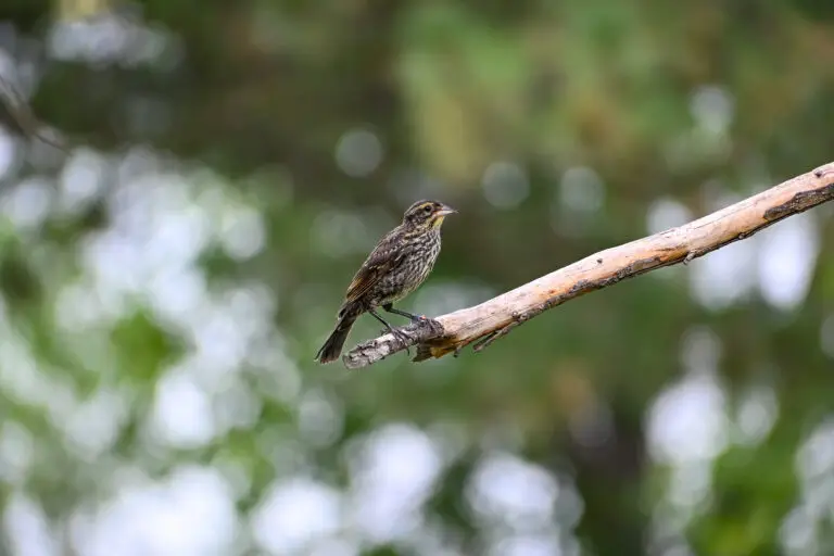 Red-winged Blackbird female