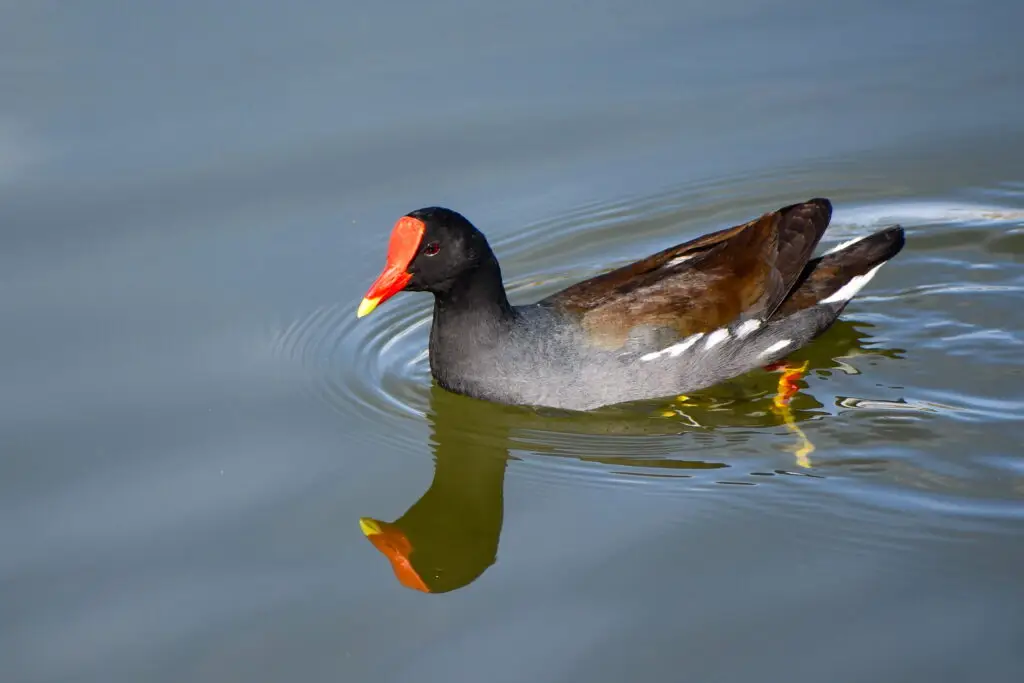 Gallinule