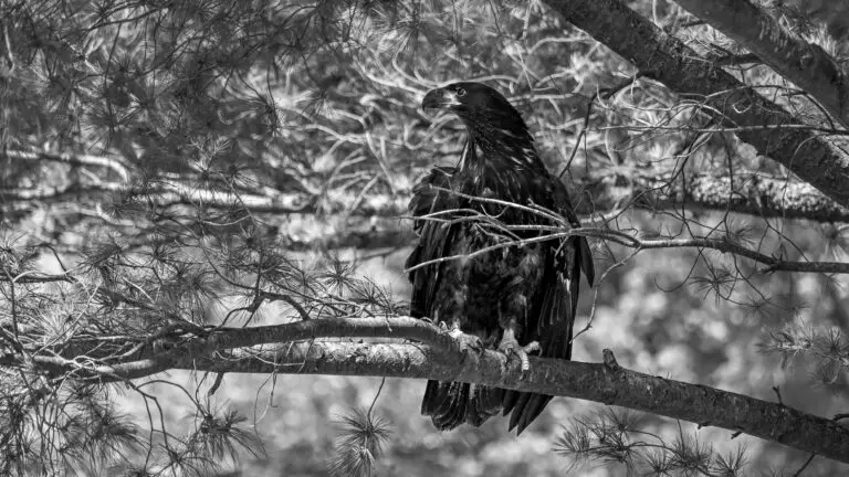 Bald Eagle Juvenile