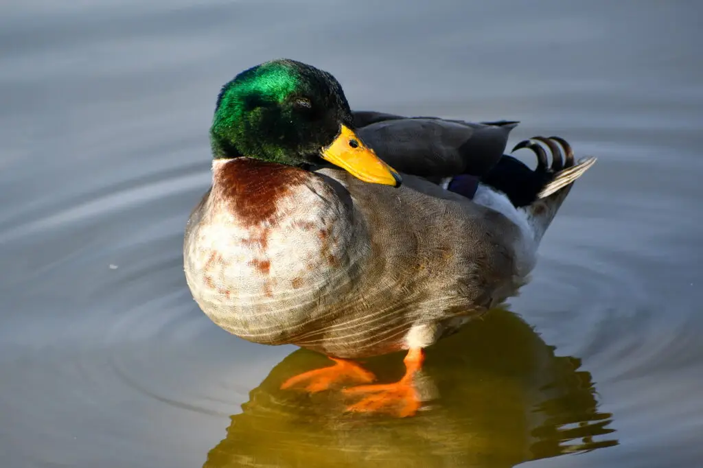 Mallard