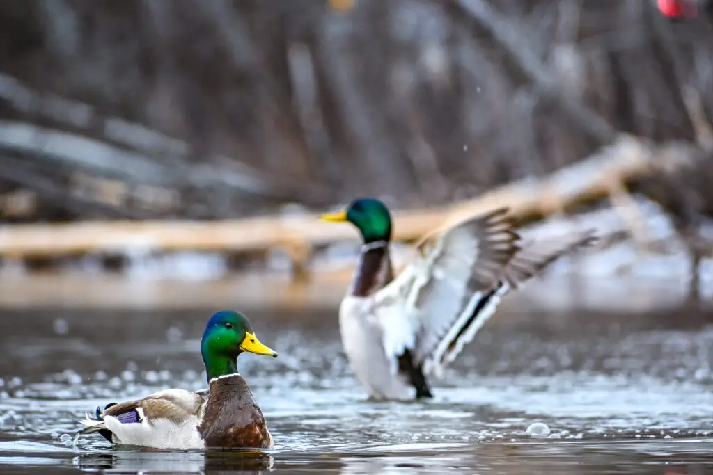 Mallard