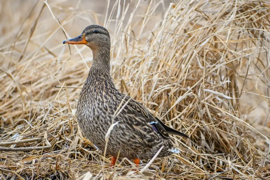 Mallard Female