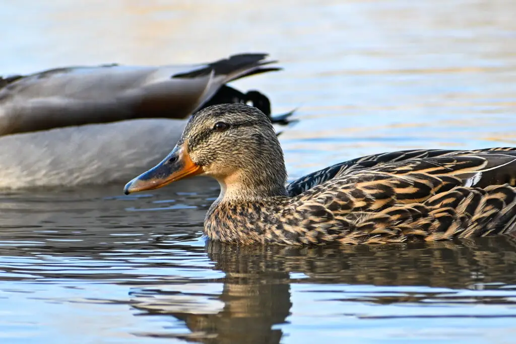 Mallard Female