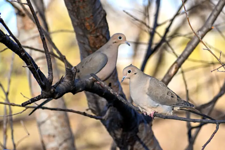 Mourning Dove