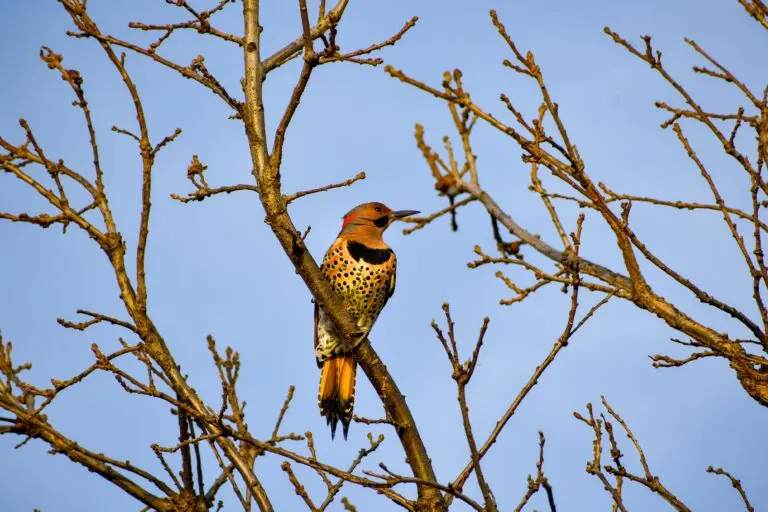 Northern Flicker