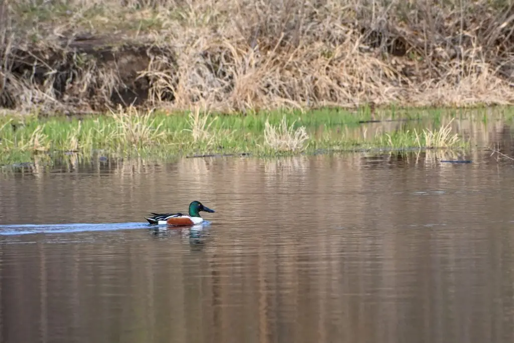 Norther Shoveler
