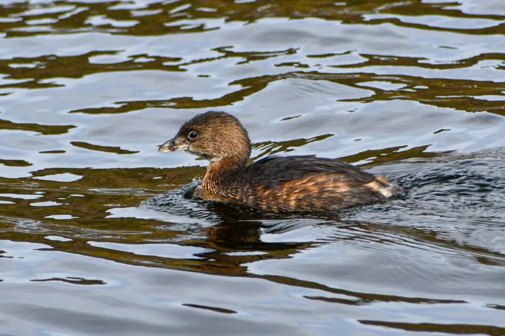 Pied Billed Grebe