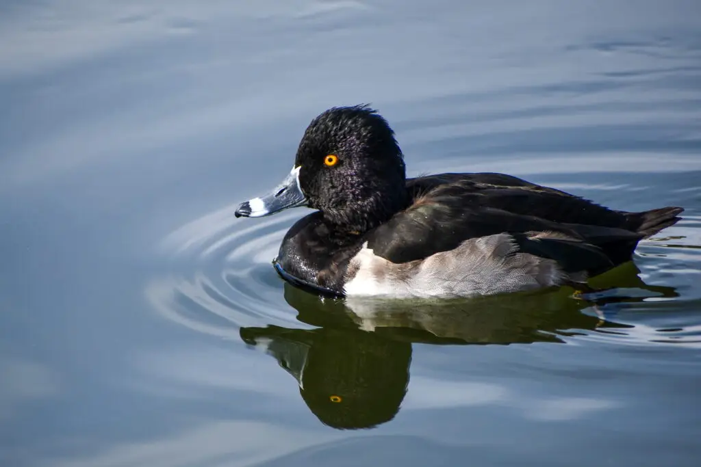 Ring Necked Duck