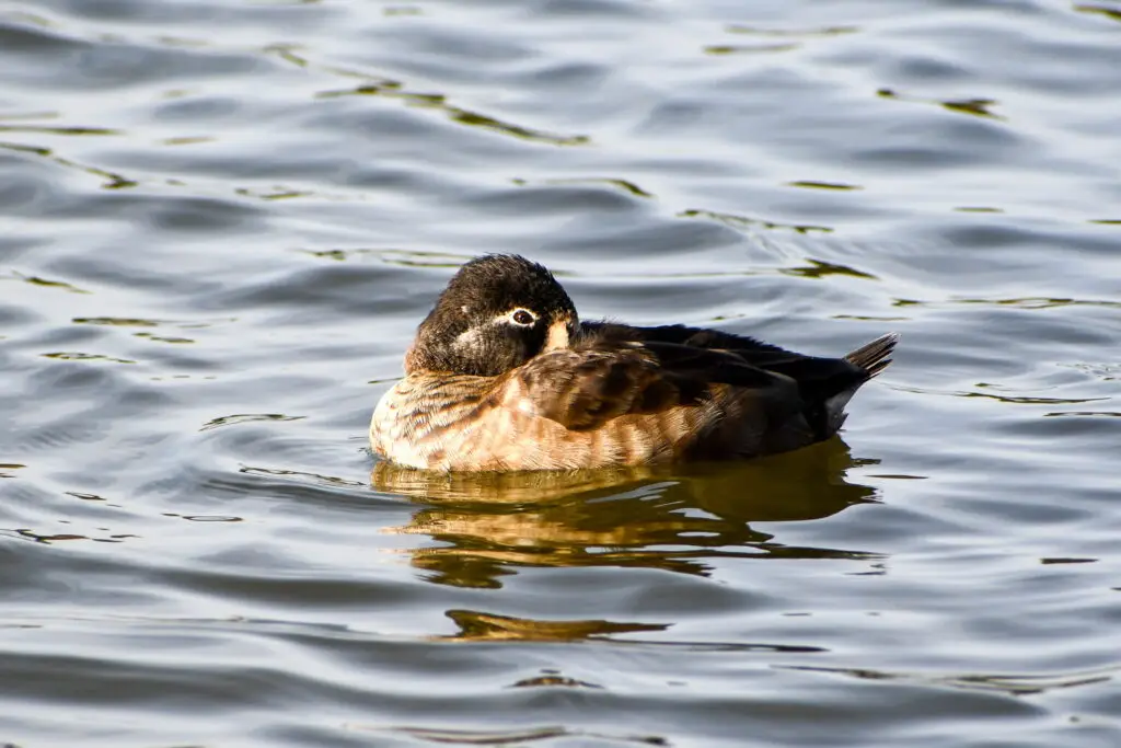 Ring Necked Duck Female