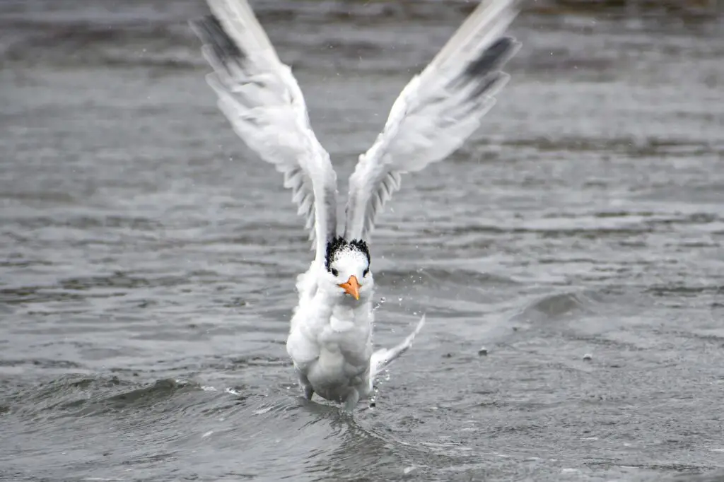 Royal Tern