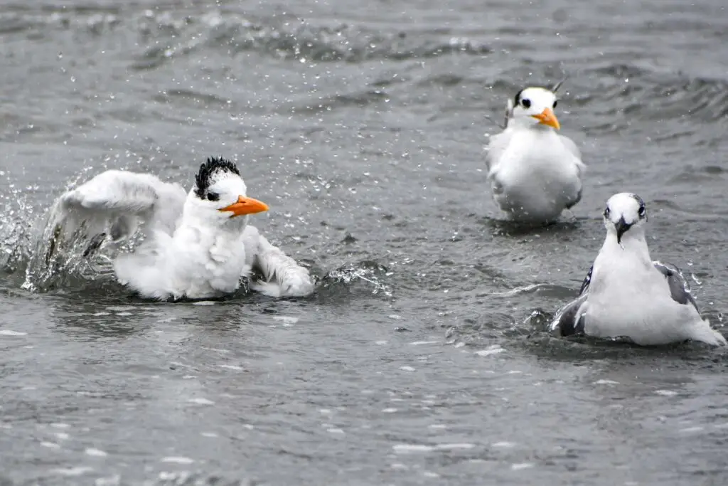 Royal Tern