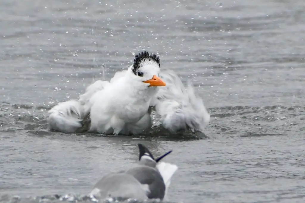Royal Tern