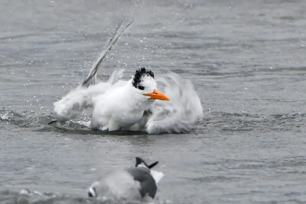 Royal Tern