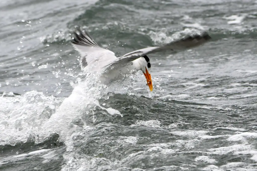 Royal Tern