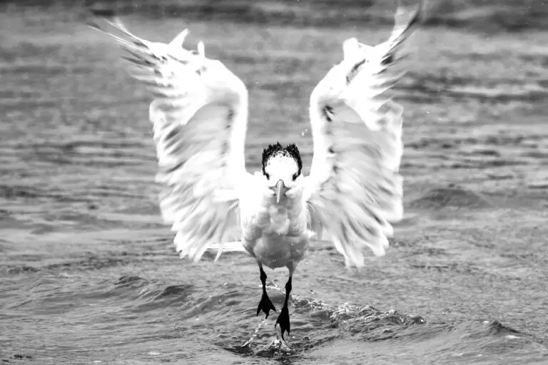 Royal Tern