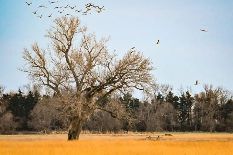 Sandhill Cranes - Kearney, NE