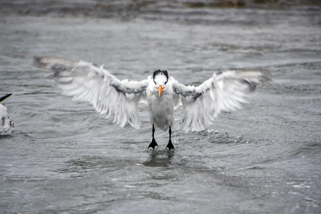 Royal Tern