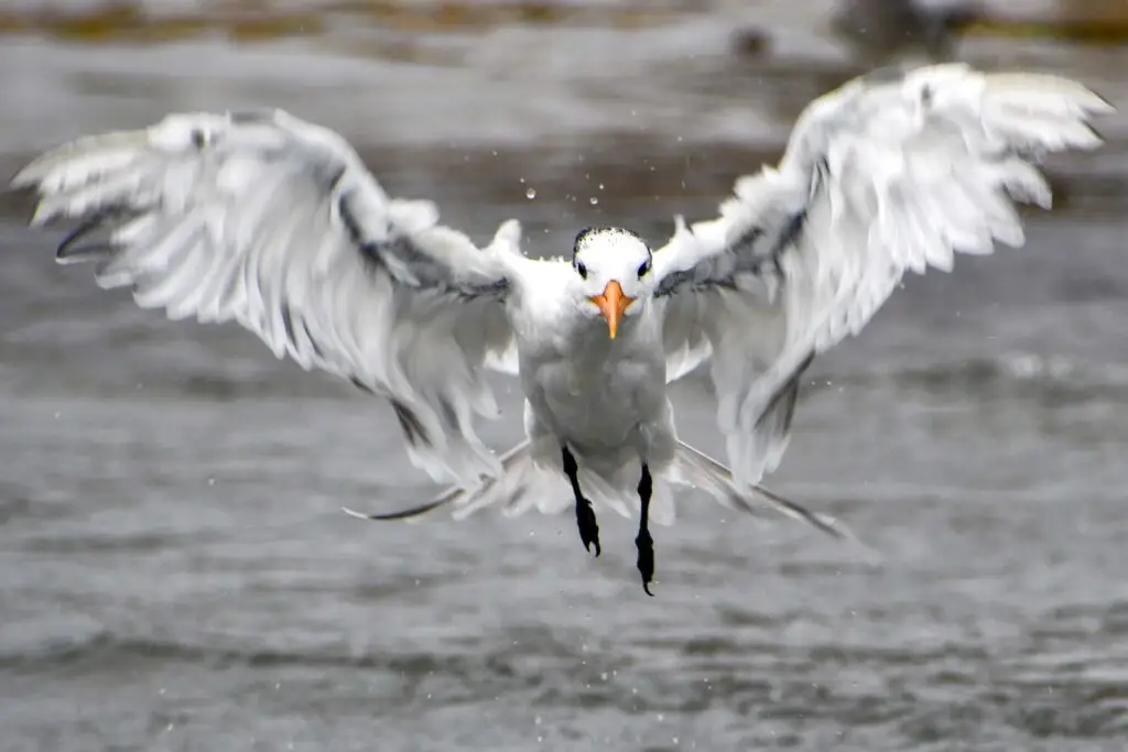 Royal Tern