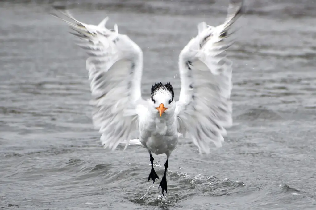 Royal Tern