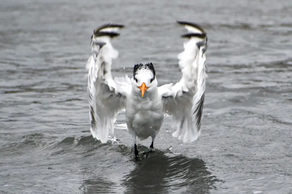 Royal Tern