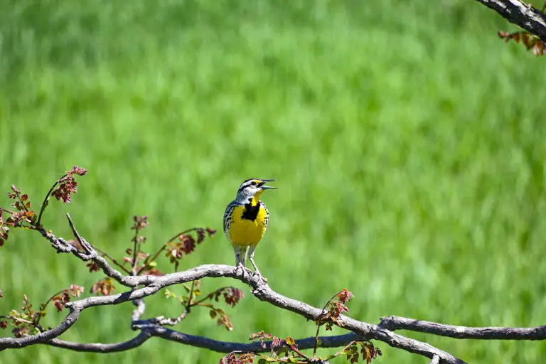 Western Meadowlark
