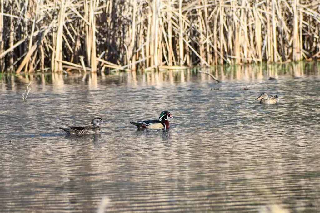Wood Duck male and female