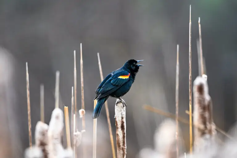 Red-winged Blackbird