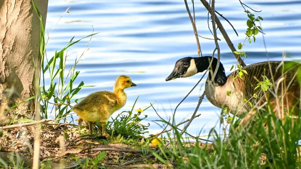 Goose and gosling