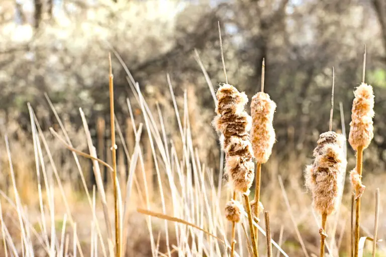 Cattails