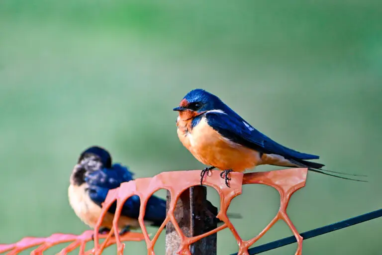 Barn Swallow