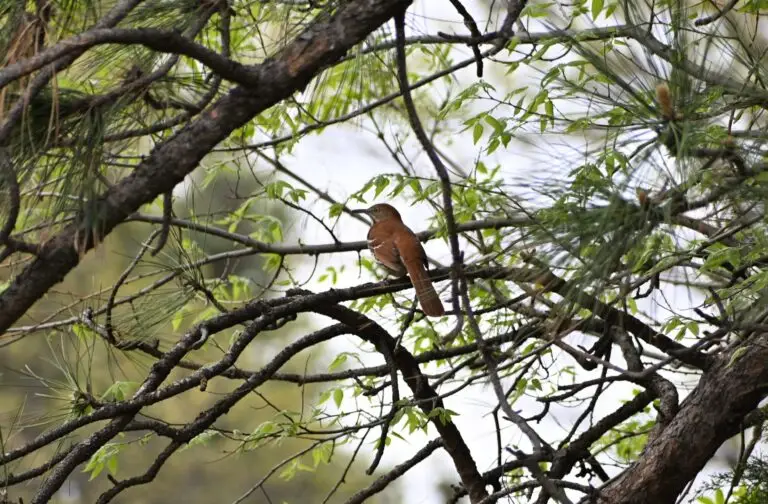 Brown Thrasher