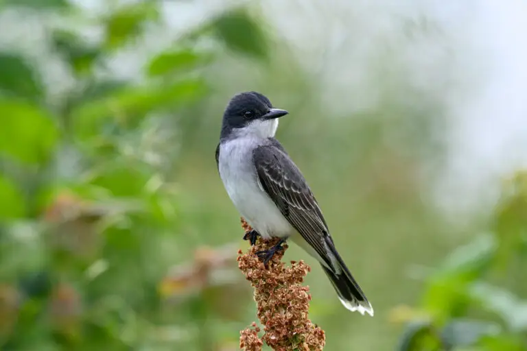 Eastern Kingbird