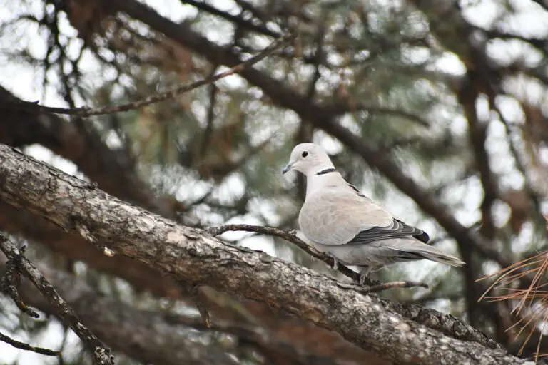 Eurasian Collared Dove