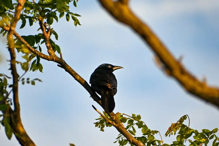 Grackle
